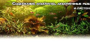 Аквариум и аквариумные рыбки, оформление аквариумов и продажа...