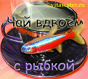 Аквариумные рыбки. Аквариум. - Аквариумистика.ру.